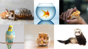 best family pet